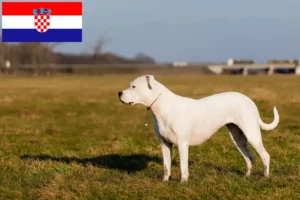 Read more about the article Dogo Argentino Züchter und Welpen in Kroatien