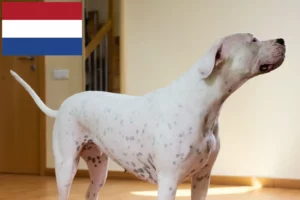 Read more about the article Dogo Argentino Züchter und Welpen in den Niederlanden