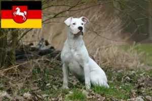 Read more about the article Dogo Argentino Züchter und Welpen in Niedersachsen