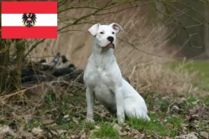 Read more about the article Dogo Argentino Züchter und Welpen in Österreich