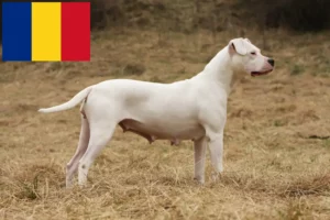 Read more about the article Dogo Argentino Züchter und Welpen in Rumänien