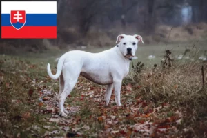 Read more about the article Dogo Argentino Züchter und Welpen in der Slowakei