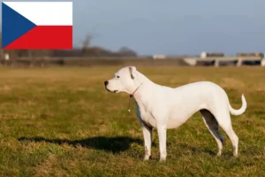 Read more about the article Dogo Argentino Züchter und Welpen in Tschechien