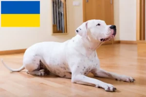 Read more about the article Dogo Argentino Züchter und Welpen in der Ukraine