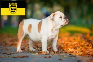 Mehr über den Artikel erfahren Englische Bulldogge Züchter und Welpen in Baden-Württemberg