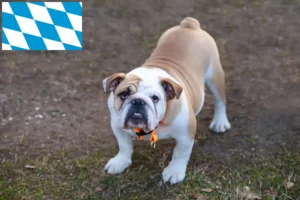 Read more about the article Englische Bulldogge Züchter und Welpen in Bayern