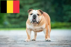 Read more about the article Englische Bulldogge Züchter und Welpen in Belgien