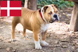 Read more about the article Englische Bulldogge Züchter und Welpen in Dänemark