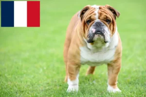 Read more about the article Englische Bulldogge Züchter und Welpen in Frankreich