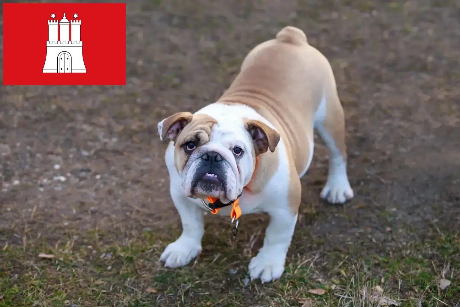 Englische Bulldogge Welpen und Züchter Hamburg Hier findest Du Englische Bulldoggen Züchter in Hamburg.