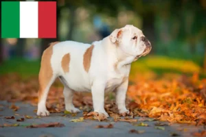 Read more about the article Englische Bulldogge Züchter und Welpen in Italien