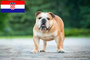 Read more about the article Englische Bulldogge Züchter und Welpen in Kroatien