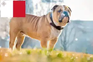 Read more about the article Englische Bulldogge Züchter und Welpen auf Malta