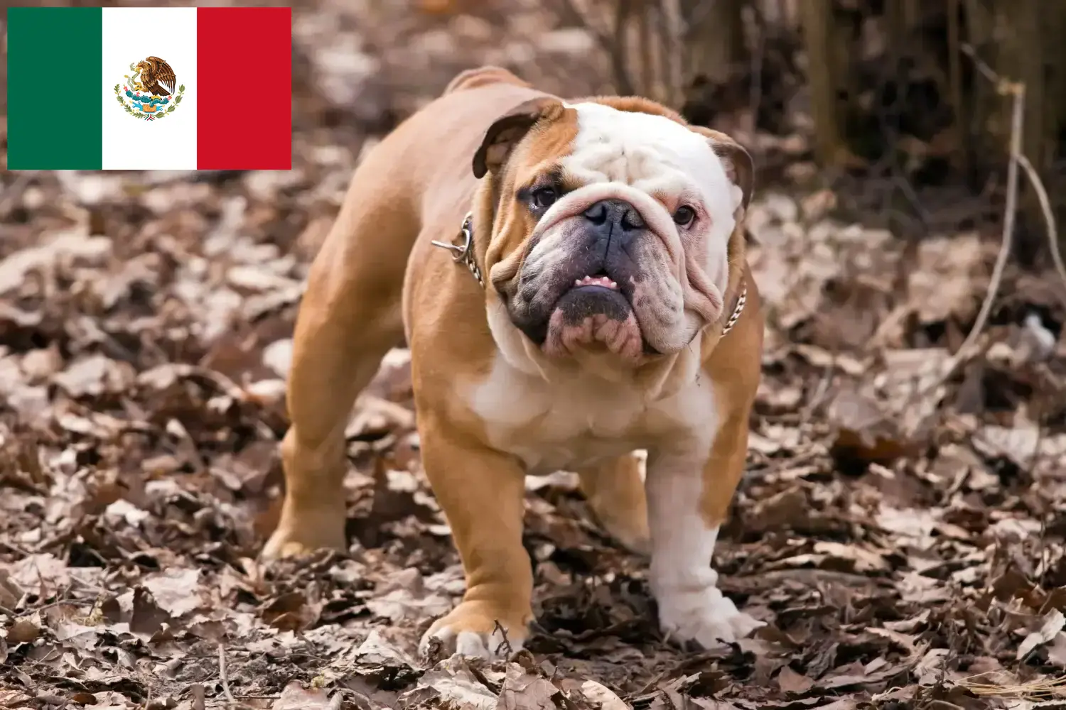 Englische Bulldogge Welpen und Züchter Mexiko Hier findest Du Englische Bulldoggen Züchter in Mexiko.