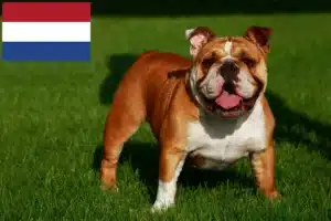 Read more about the article Englische Bulldogge Züchter und Welpen in den Niederlanden