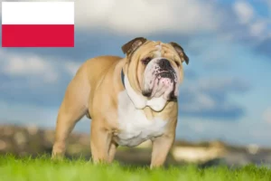 Read more about the article Englische Bulldogge Züchter und Welpen in Polen