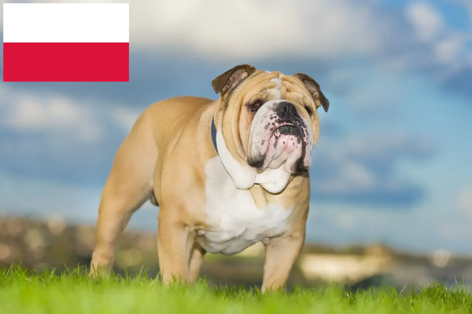 Englische Bulldogge Welpen und Züchter Polen Hier findest Du Englische Bulldoggen Züchter in Polen.