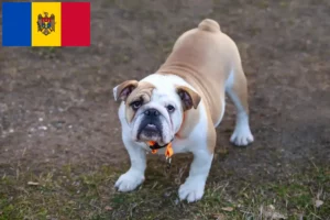 Read more about the article Englische Bulldogge Züchter und Welpen in Republik Moldau