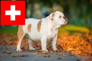 Read more about the article Englische Bulldogge Züchter und Welpen in der Schweiz