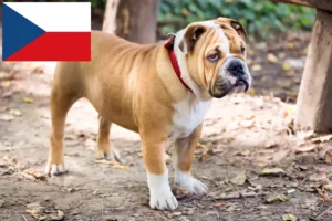 Read more about the article Englische Bulldogge Züchter und Welpen in Tschechien