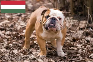 Read more about the article Englische Bulldogge Züchter und Welpen in Ungarn