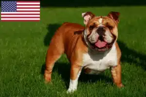 Read more about the article Englische Bulldogge Züchter und Welpen in den USA