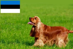 Read more about the article English Cocker Spaniel Züchter und Welpen in Estland