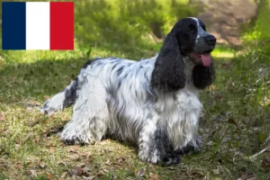 Read more about the article English Cocker Spaniel Züchter und Welpen in Frankreich