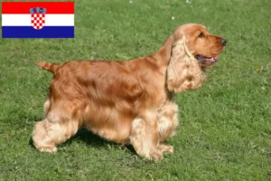 Read more about the article English Cocker Spaniel Züchter und Welpen in Kroatien