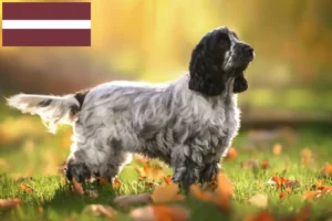 Read more about the article English Cocker Spaniel Züchter und Welpen in Lettland