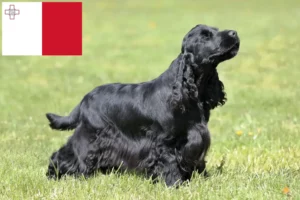 Read more about the article English Cocker Spaniel Züchter und Welpen auf Malta