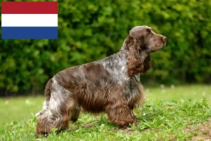 Read more about the article English Cocker Spaniel Züchter und Welpen in den Niederlanden