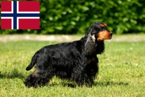 Read more about the article English Cocker Spaniel Züchter und Welpen in Norwegen