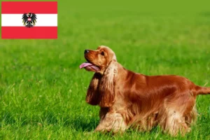 Read more about the article English Cocker Spaniel Züchter und Welpen in Österreich