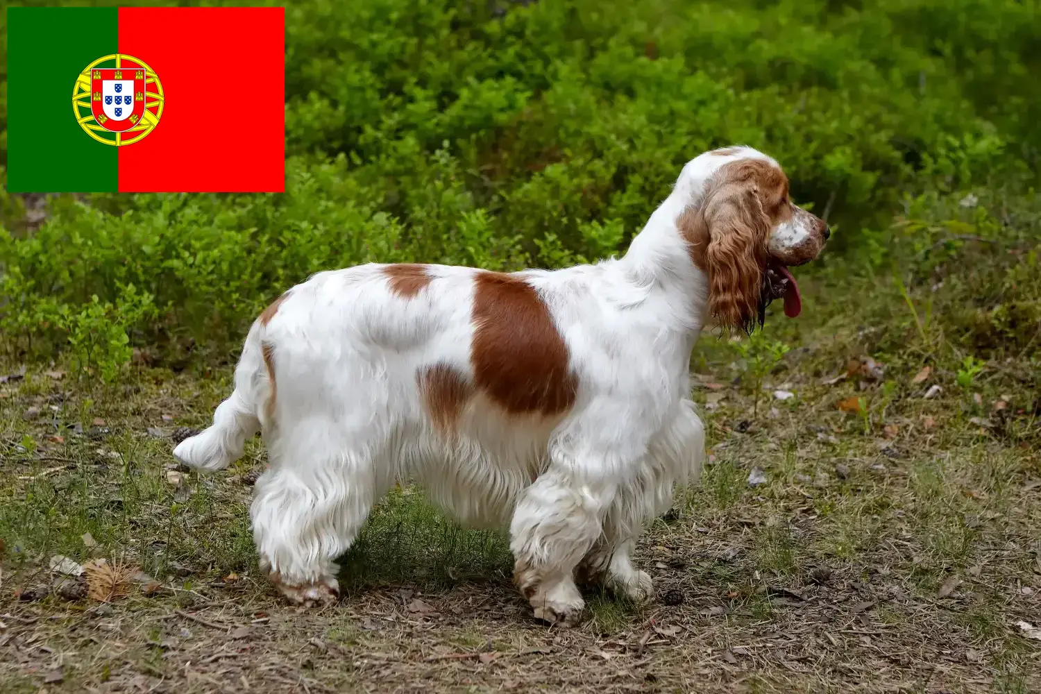 English Cocker Spaniel Welpen und Züchter Portugal Hier findest Du English Cocker Spaniels Züchter in Portugal.