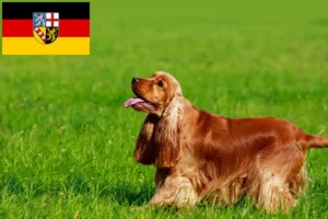 Read more about the article English Cocker Spaniel Züchter und Welpen im Saarland