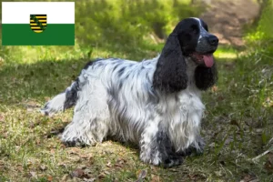 Read more about the article English Cocker Spaniel Züchter und Welpen in Sachsen