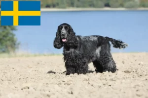 Read more about the article English Cocker Spaniel Züchter und Welpen in Schweden