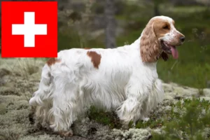 Read more about the article English Cocker Spaniel Züchter und Welpen in der Schweiz