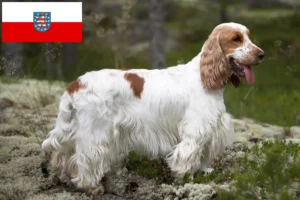 Read more about the article English Cocker Spaniel Züchter und Welpen in Thüringen