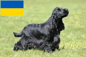 Read more about the article English Cocker Spaniel Züchter und Welpen in der Ukraine