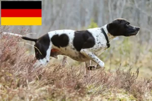 Read more about the article English Pointer Züchter und Welpen in Deutschland