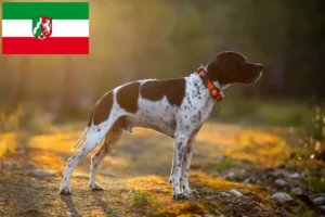 Read more about the article English Pointer Züchter und Welpen in Nordrhein-Westfalen