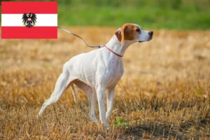 Read more about the article English Pointer Züchter und Welpen in Österreich