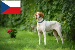 Read more about the article English Pointer Züchter und Welpen in Tschechien