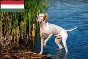 Read more about the article English Pointer Züchter und Welpen in Ungarn