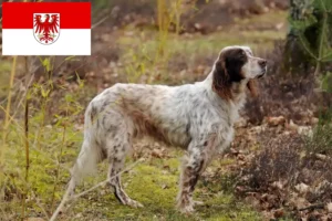 Read more about the article English Setter Züchter und Welpen in Brandenburg