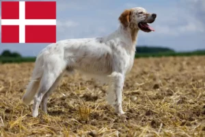 Read more about the article English Setter Züchter und Welpen in Dänemark