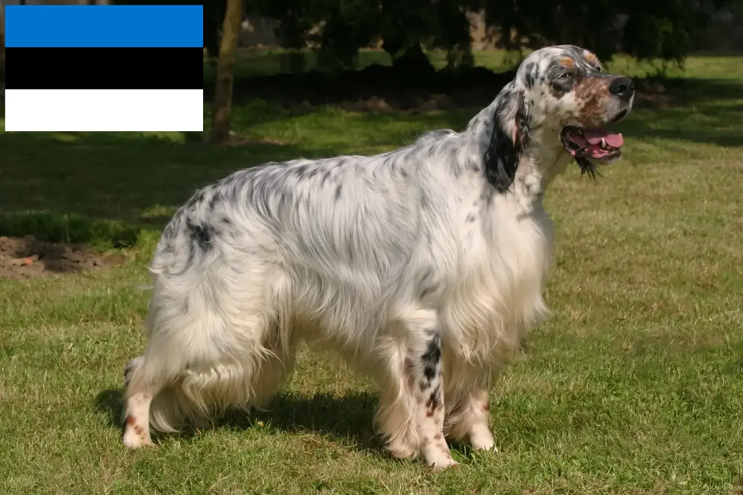 English Setter Welpen und Züchter Estland Hier findest Du English Setter Züchter in Estland.