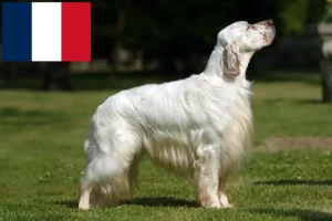 Read more about the article English Setter Züchter und Welpen in Frankreich